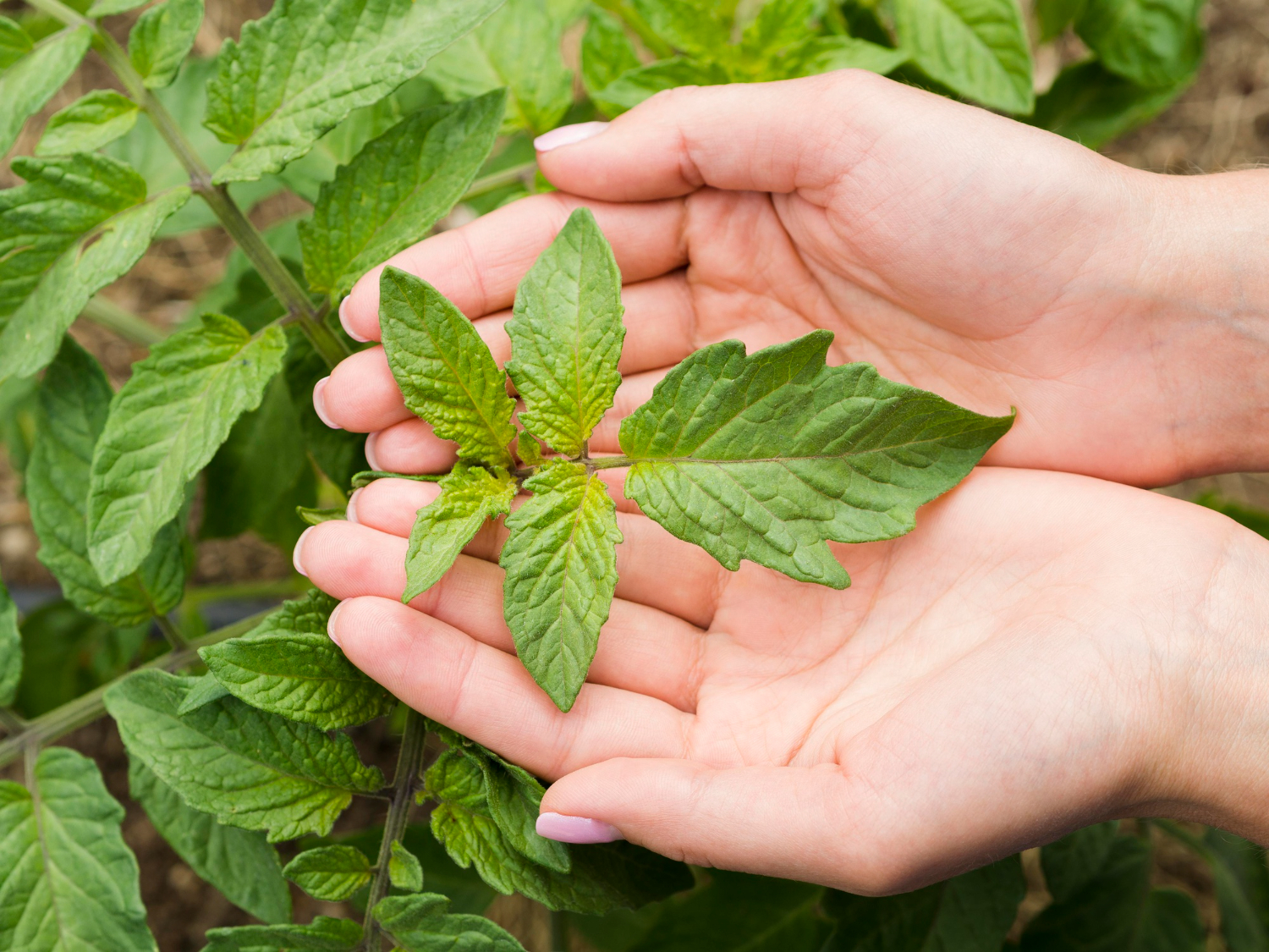 Curso de Cultivo e Uso de Plantas Medicinais