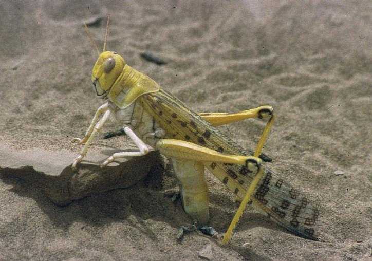 Gafanhoto pousado sobre areia, inseto amplamente mencionado nos textos bíblicos entre os animais da criação.