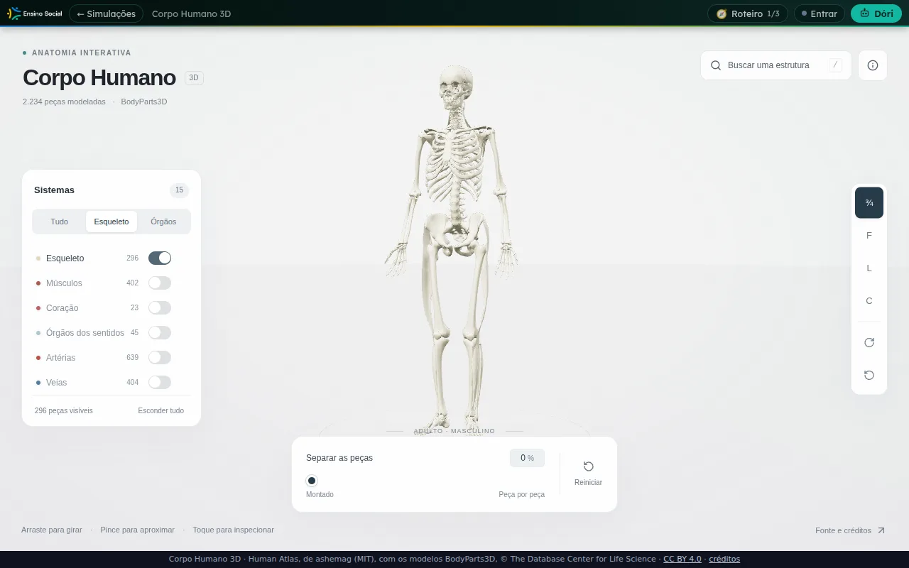 Esqueleto branco do Corpo Humano 3D depois de clicar em Esqueleto, com os músculos desligados