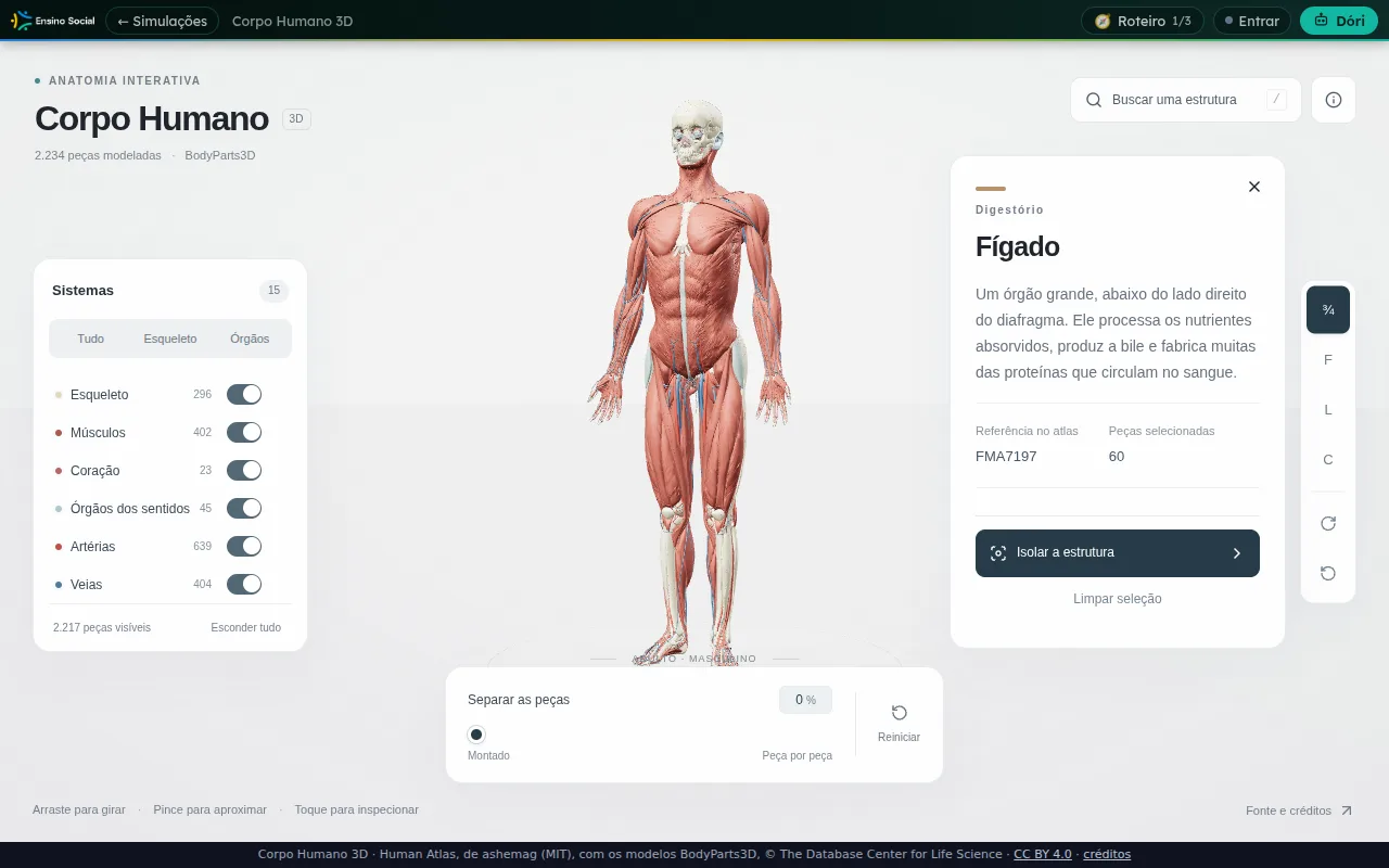 Cartão de informação do Fígado no Corpo Humano 3D, com o sistema Digestório, a descrição e a referência FMA7197