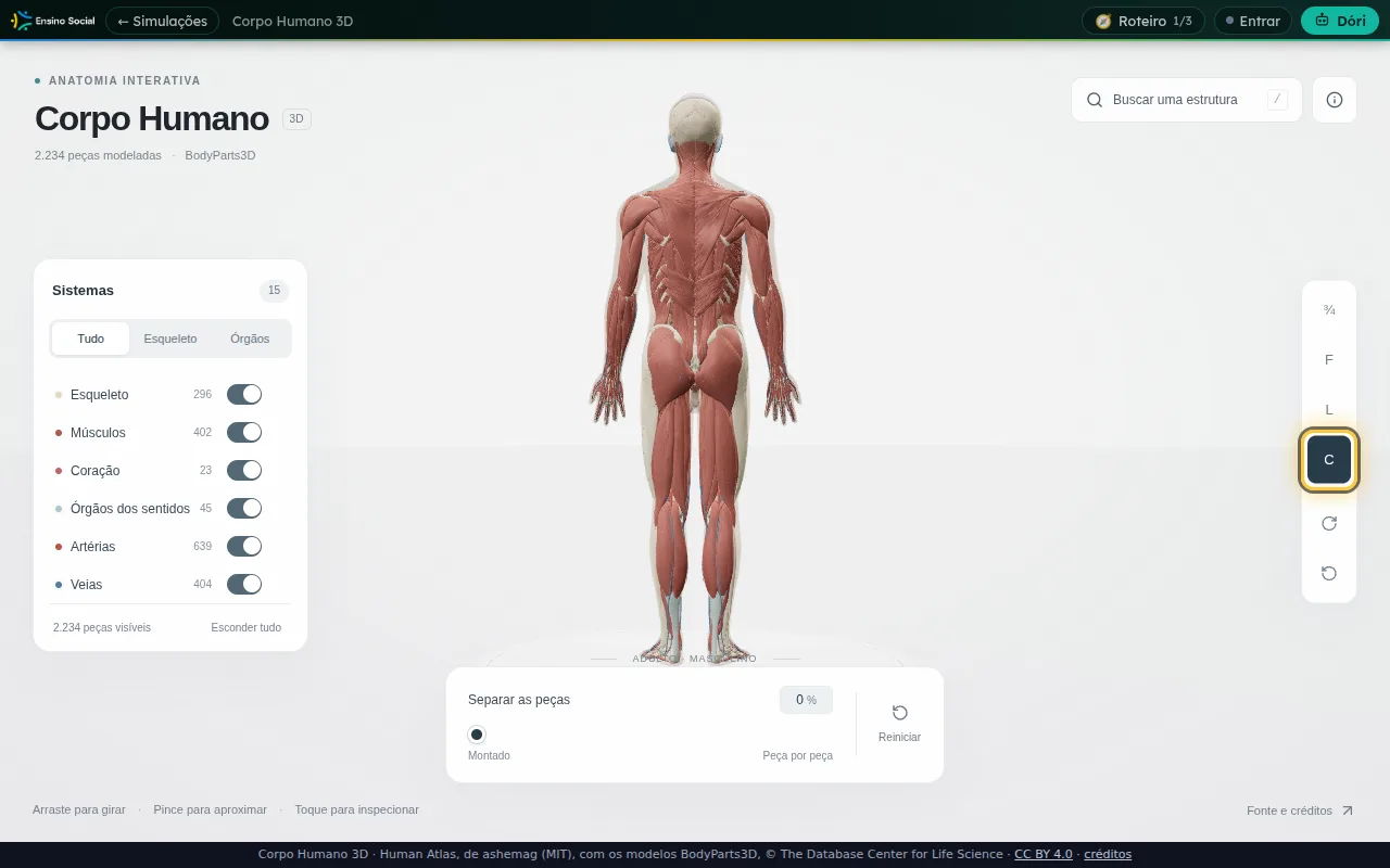 Corpo de costas no Corpo Humano 3D com todos os sistemas ligados pelo botão Tudo