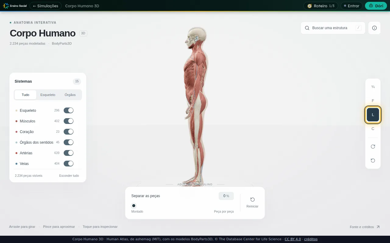 Corpo de perfil no Corpo Humano 3D com o botão L destacado na coluna de vistas