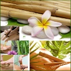 Curso Bambuterapia