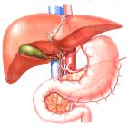 Curso Anatomia do Sistema Digestivo