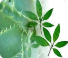 Curso de Plantas Medicinais