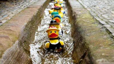 Por que o pato não se molha ao entrar na água?
