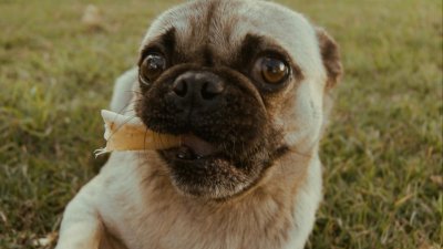 Por que os cães enterram seus ossos?