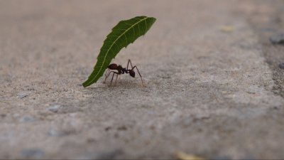 Como uma formiga pode erguer objetos mais pesados do que ela?