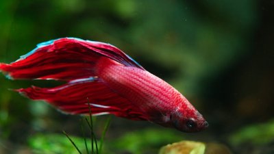 Peixes de água salgada podem viver na água doce?