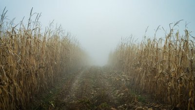 Como se forma a neblina?
