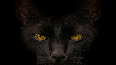 Como os felinos conseguem enxergar no escuro?