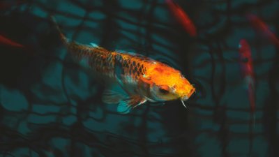 Os peixes dormem?