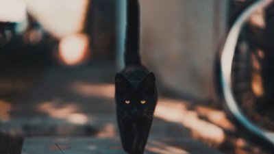 Por que o gato preto é considerado mau agouro?